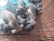 Bull Terrier Puppies for sale in 87 E Williams Field Rd, Gilbert, AZ 85295, USA. price: $300