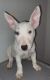 Bull Terrier Puppies for sale in Fort Worth, Texas. price: $600