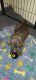 Bull Terrier Puppies for sale in Ogden, Utah. price: $800