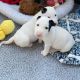 Bull Terrier Puppies for sale in San Diego, California. price: NA