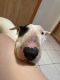 Bull Terrier Puppies for sale in El Paso, Texas. price: NA