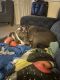 Bull Terrier Puppies for sale in Greenville, North Carolina. price: $350