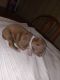 Bull Terrier Puppies for sale in Corsicana, Texas. price: $500