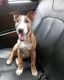 Bull Terrier Puppies for sale in Addison, Alabama. price: $800