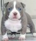 Bull Terrier Puppies for sale in Weaverville, California. price: $600