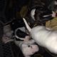 Bull Terrier Puppies for sale in Dayton, OH, USA. price: NA