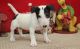 Bull Terrier Puppies for sale in Springfield, IL, USA. price: NA
