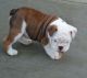 Bull Terrier Puppies for sale in Birmingham, AL, USA. price: $280