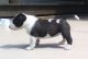 Bull Terrier Puppies for sale in Inverness, FL, USA. price: NA