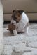 Bull Terrier Puppies for sale in Riverhead, NY 11901, USA. price: NA