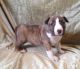 Bull Terrier Puppies for sale in Fayetteville, AR, USA. price: NA