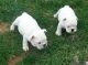 Bull Terrier Puppies for sale in Surprise, AZ, USA. price: NA