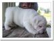 Bull Terrier Puppies for sale in Okolona, AR 71962, USA. price: NA