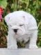 Bull Terrier Puppies for sale in Cape Coral, FL, USA. price: NA
