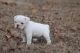 Bull Terrier Puppies for sale in Washington, DC, USA. price: NA