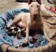 Bull Terrier Puppies for sale in Cookeville, TN, USA. price: NA
