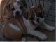 Bull Terrier Puppies for sale in Birmingham, AL, USA. price: $200
