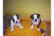 Bull Terrier Puppies for sale in Hollywood, FL, USA. price: NA