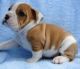 Bull Terrier Puppies for sale in Lafayette, LA, USA. price: NA