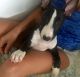 Bull Terrier Puppies for sale in Irvine, CA, USA. price: NA