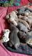 Bull Terrier Puppies for sale in Orlando, FL, USA. price: NA
