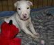 Bull Terrier Puppies for sale in Rockford, IL, USA. price: NA