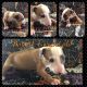 Bull Terrier Puppies for sale in Ann Arbor, MI, USA. price: NA