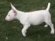 Bull Terrier Puppies for sale in Kansas City, KS, USA. price: NA
