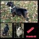 Bull Terrier Puppies for sale in Mt Vernon, IL 62864, USA. price: NA