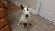 Bull Terrier Puppies for sale in New Orleans, LA, USA. price: $1,000