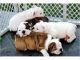 Bull Terrier Puppies for sale in Prague, Czech Republic. price: 14500 CZK