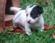 Bull Terrier Puppies for sale in Indianapolis, IN, USA. price: NA