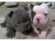 Bull Terrier Puppies for sale in Anchorage, AK, USA. price: NA