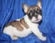 Bull Terrier Puppies for sale in Anchorage, KY 40223, USA. price: NA