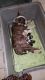 Bull Terrier Puppies for sale in Tampa, FL, USA. price: NA