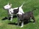 Bull Terrier Puppies for sale in Baltimore, MD, USA. price: NA