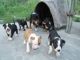 Bull Terrier Puppies for sale in Concord, CA, USA. price: NA