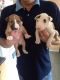 Bull Terrier Puppies for sale in Huntsville, AL, USA. price: NA
