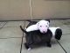 Bull Terrier Puppies for sale in Buffalo, NY, USA. price: NA