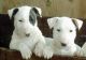 Bull Terrier Puppies for sale in South Bend, IN, USA. price: NA