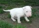 Bull Terrier Puppies for sale in Kansas City, KS, USA. price: NA