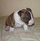 Bull Terrier Puppies for sale in Peoria, AZ, USA. price: NA