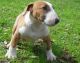 Bull Terrier Puppies for sale in Cambridge, MA, USA. price: $500