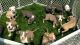 Bull Terrier Puppies for sale in Chesapeake, VA, USA. price: $300
