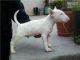 Bull Terrier Puppies for sale in Berkeley, CA, USA. price: NA