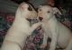 Bull Terrier Puppies for sale in Berkeley, CA, USA. price: NA