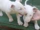 Bull Terrier Puppies for sale in Waco, TX, USA. price: NA