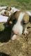 Bull Terrier Puppies for sale in Las Vegas, NV, USA. price: $1,700