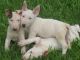 Bull Terrier Puppies for sale in Colorado Springs, CO, USA. price: NA