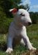 Bull Terrier Puppies for sale in Fresno, CA, USA. price: NA